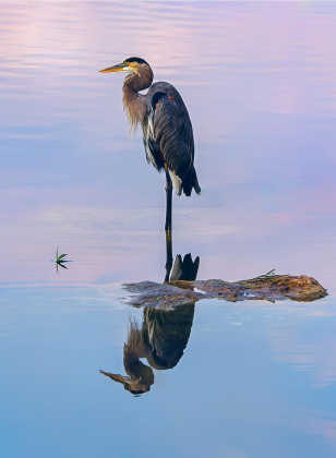 “Tranquil Morning” by Dick Barbour is on display in Sun City at the Activities Center.