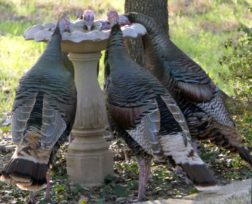 Wild turkeys in Sun City gather for a drink out of a bird bath. Photo by Barbara Luna