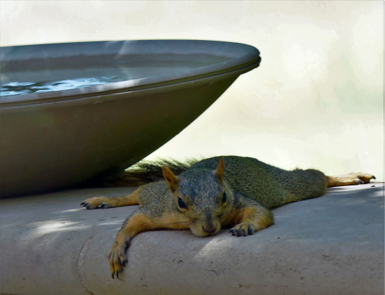 A squirrel sploots to cool down from the heat. Photo by Barbara Luna