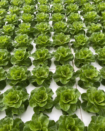 Lettuce rows sit in their spots over water. 