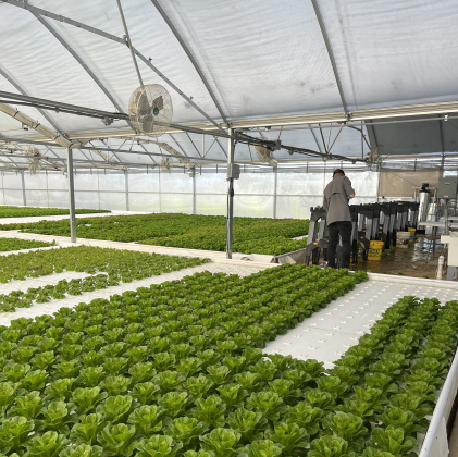 The Lone Star Lettuce greenhouse filled with plants.
