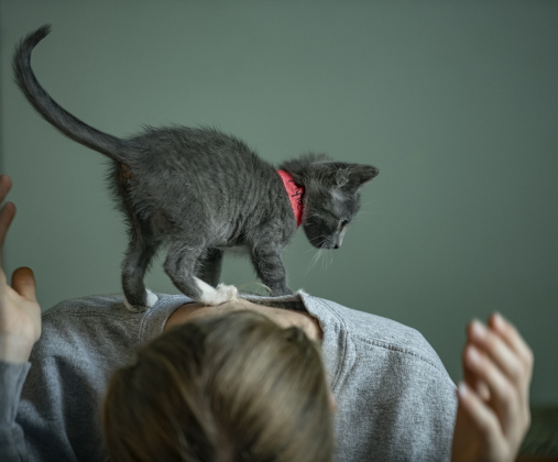A kitten walks on the back of 14-year-old Camilla Miculek.