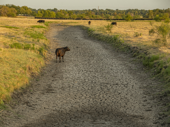  A mostly-dry creek bed, a water source for cattle, is seen along Farm to Market Road 971 just east of Granger on Monday evening, August 14.  The area today experienced its 38th consecutive day of temperatures over 100 degrees, with no measurable rain during that period, taking a toll on livestock, crops and plants. Photo by Andy Sharp
