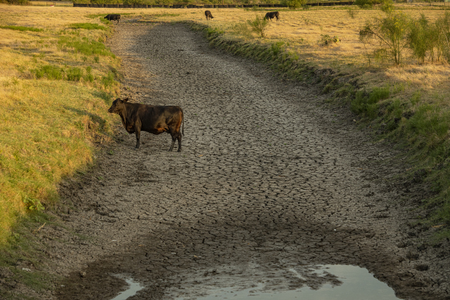 A mostly-dry creek bed, a water source for cattle, is seen along Farm to Market Road 971 just east of Granger on Monday evening, August 14.  The area today experienced its 38th consecutive day of temperatures over 100 degrees, with no measurable rain during that period, taking a toll on livestock, crops and plants. Photo by Andy Sharp