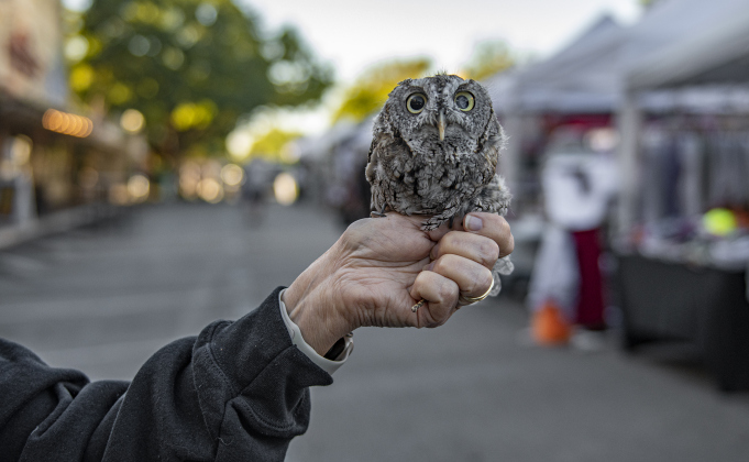 Sharon Dunning, a member of All Things Wild Rehabilitation, takes Luna, a 2-year-old Eastern Screech Owl for a walk along Main Street.