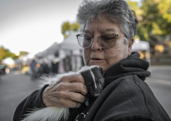All Things Wild Rehabilitation helper Sharon Dunning cuddles with a skunk named Daffy outside the group's booth at Eighth and Main Streets.