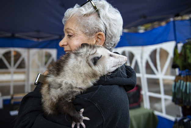 Helen Laughlin, a founder of All Things Wild Rehabilitation, spends time with a a possum named Murphy during Market Days  on Saturday, October 14, 2023.  Murphy, who is blind,  is an Ambassador with All Things Wild, meaning he is taken care of for life by the group.  Many animals that come for care are able to be released back into their natural habitats. The group will hold a Country Brunch  on Saturday, October 21st at Dale's Essenhaus in Walburg, a fundraiser to help with care for the animals.  The brunc