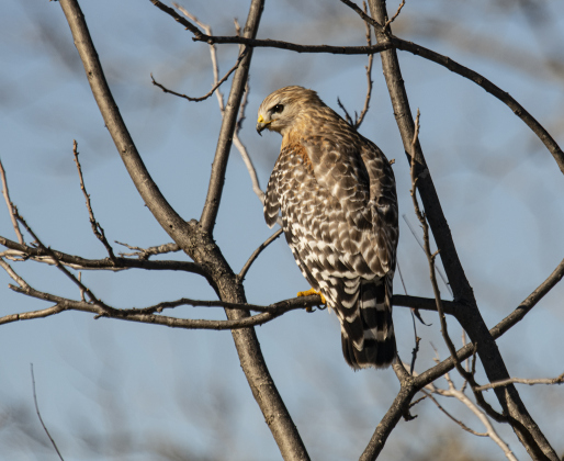 A Red-Shouldered Hawk hunts for food at Berry Springs Park & Preserve on Saturday, January 6.  Photo by Andy Sharp