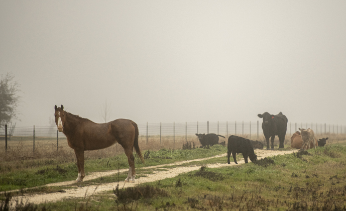 A horse shares a fog-covered pasture with cattle along County Road 424 on Tuesday, January 23.