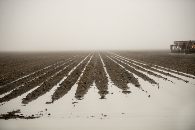 Water collects in farmers' fields along County Road 132 on a rainy  Monday, January 22.