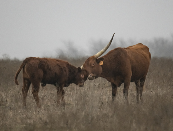  A Texas Longhorn cuddles with her calf along County Road 365 on a foggy and sometimes rainy  Wednesday, January 24. Photos by Andy Sharp