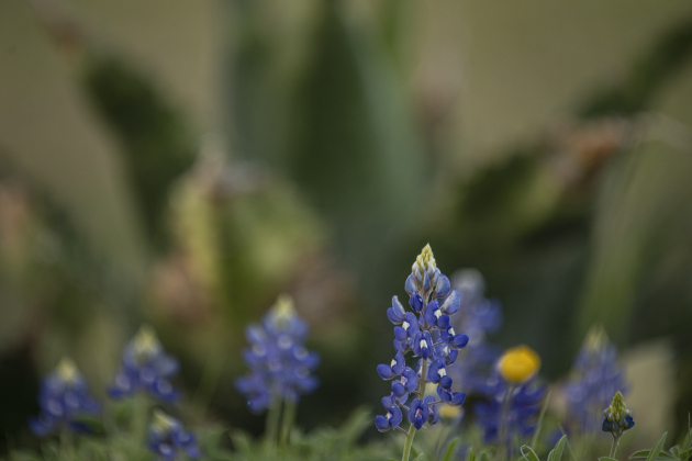 Bluebonnets thrive at Our Lady of the Rosary Cemetery and Prayer Gardens  on Sunday, March 10.