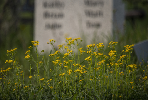 Wildflowers are blooming  at Our Lady of the Rosary Cemetery and Prayer Gardens  on Sunday, March 10.