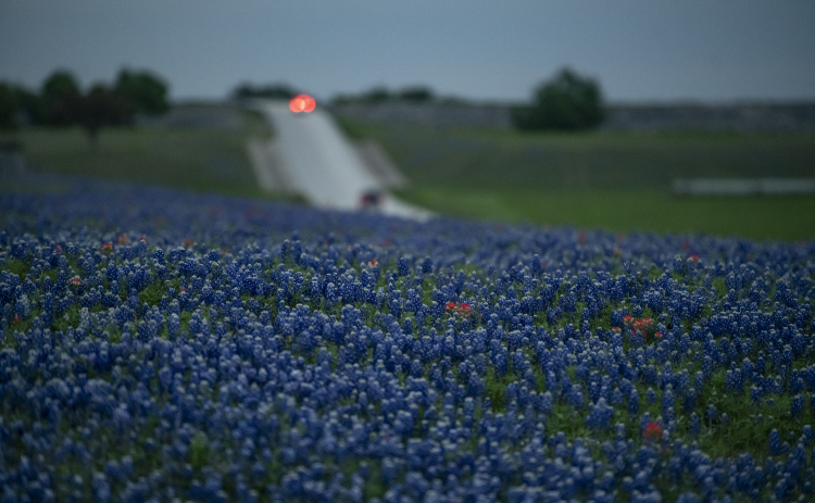 Bluebonnets mingle with Indian paintbrush near Granger Lake Dam Road  on Wednesday, March 29, 2023.