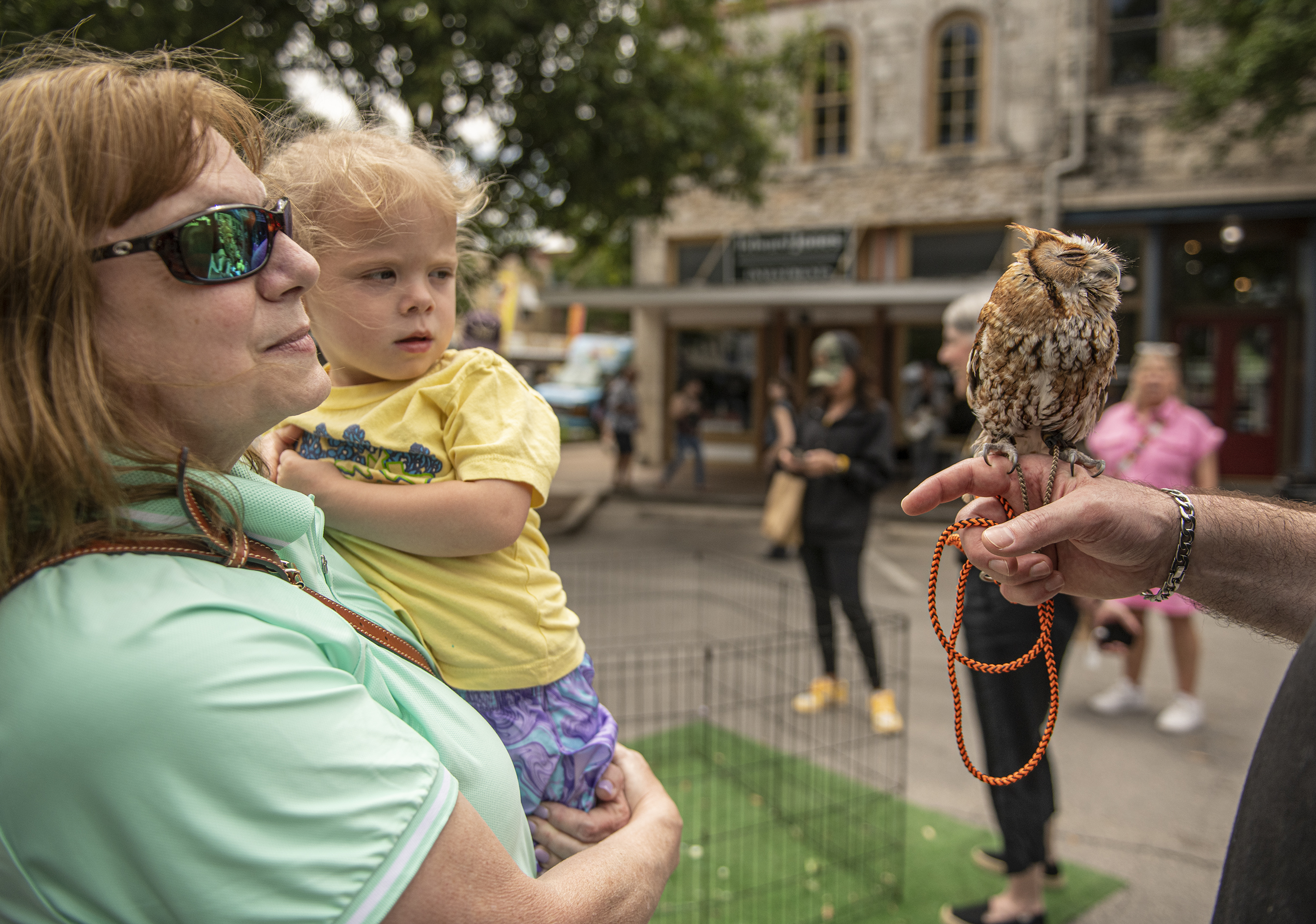 3-year-old Allison Warren and her grandmother Susan Hecker admire Sam, an Eastern Screech Owl cared for by All Things Wild Rehabilitation  during Market Days. Holding Sam is All Things Wild volunteer James Davis. 