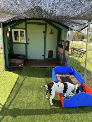 A cottage at Harley’s Animal Sanctuary, complete with astroturf. Photo courtesy Harley’s Angels Sanctuary