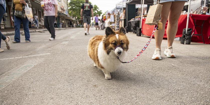 Dixie, a 3-year-old Welsh Corgi, strolls along Main Street with her owner Arieann Bell during Market Days.