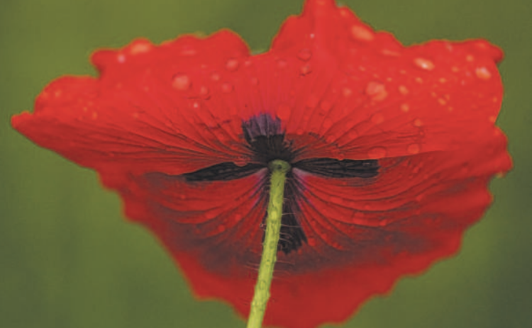 A day of on and off rain left many drops of nourishing moisture on red poppies at Edwards Park in Georgetown on Saturday, March 16. (Photo by Andy Sharp)