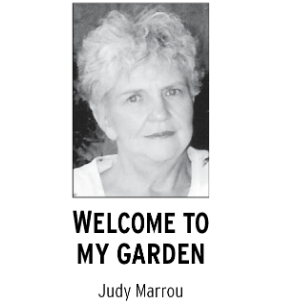 Welcome To My Garden