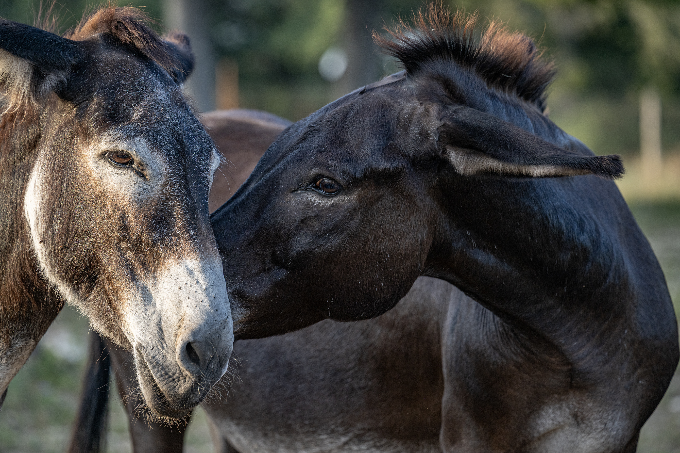 Berry Springs Park & Preserve's resident donkeys, Pedro, left, and  Lil Bob, spend time together Wednesday, August 5, 2026. 