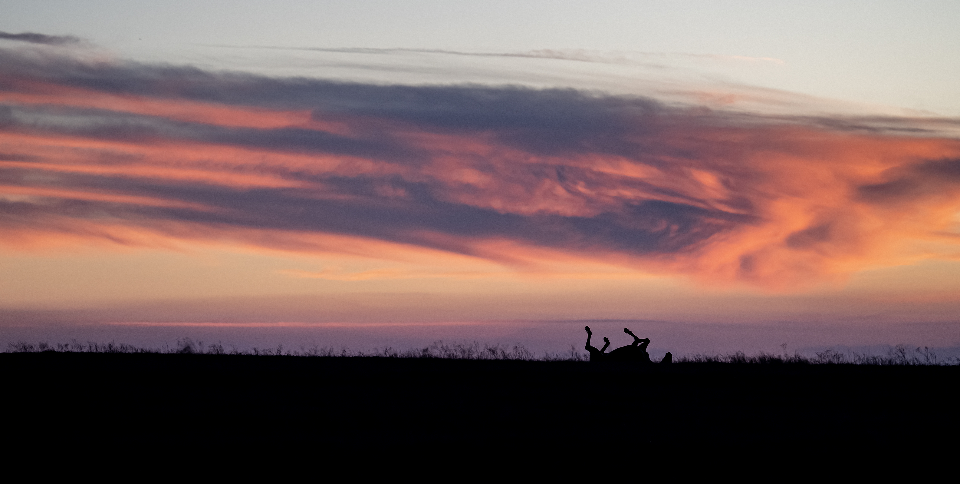 A horse scratches an itch as it grazes under vibrant evening skies along County Road 320  on Sunday, February 16, 2025.  Photo by Andy Sharp