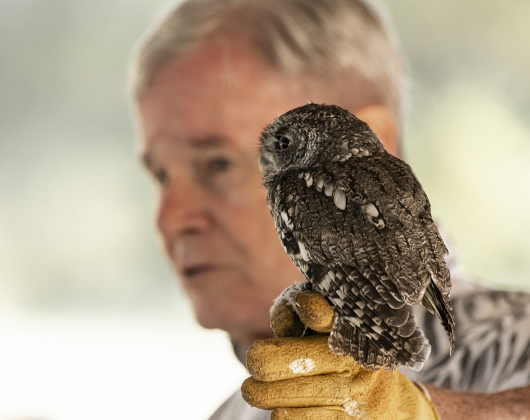Ed Sones of Cedar Park holds onto a Screech Owl named Ariel as he discusses rehabilitating wild birds during a session at Berry Springs Park and Preserve Saturday. Sones has been helping rehabilitate wildlife for 31 years, with raptors as a specialty.