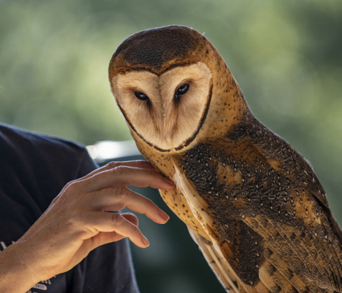 Desiree LaVigne pets a Barn Owl named Jet.