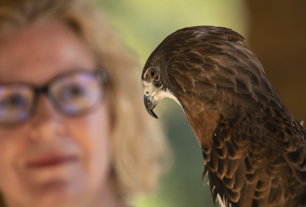 Gerrie McCall holds Willy, a Swainson’s Hawk.