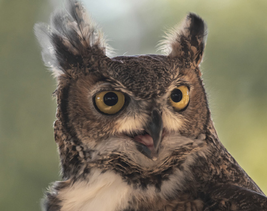 A Great-Horned Owl named Moxie is pictured during a session on rehabilitating wild birds.