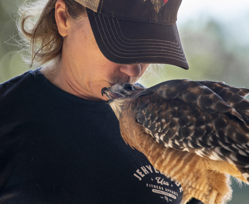 Desiree LaVigne gives a kiss to a Red-shouldered Hawk named Deuce. Photos by Andy Sharp