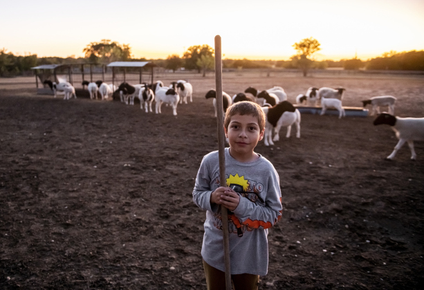 Rosalio Rodriguez’s grandson, 8-year-old Rosangel Rodriguez, Jr., stands near the barn with some of his grandpa’s 45 sheep. PHOTOS BY ANDY SHARP