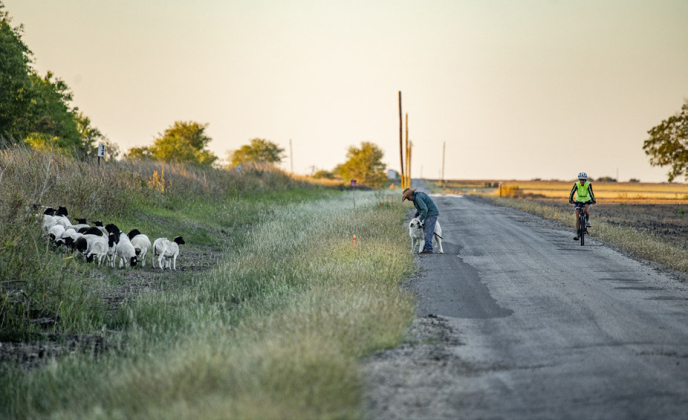 Rosalio Rodriguez and his herding dog Rambo watch over their sheep as a cyclist rides past them.