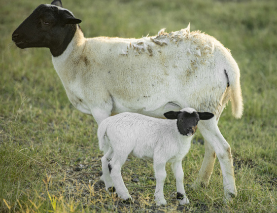 A sheep, only four days old, stays close to its mama.