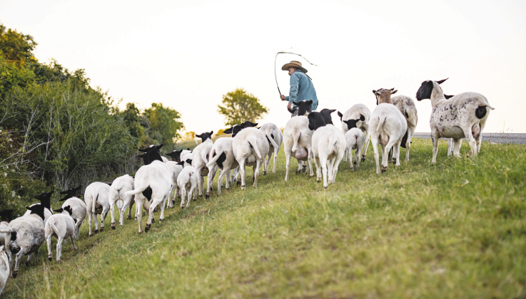 Rosalio Rodriguez and some of his 45 sheep as they make their way along the sparely-traveled County Road 345 south of Granger Tuesday evening.