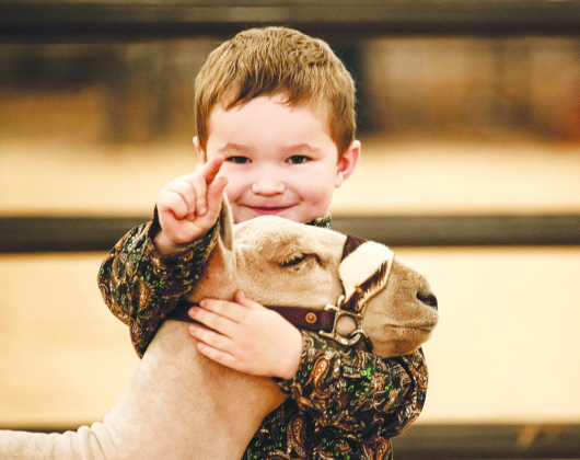 Joseph Stiles of Cleburne, who turned 4 November 1, points to his mama in the audience as he shows his sheep, Pretty Girl, during the Chisholm Trail Show Down at the Williamson County Expo Center October 29. The Chisholm Trail Show Down is a show for lambs and goats held in conjunction with the Williamson County Fair and Rodeo. Entrants from all over Texas were participants. — Photo by Andy Sharp