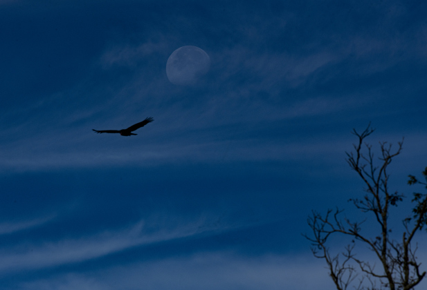 A Waning Gibbous moon, about 82 percent visibility, shines through clouds.