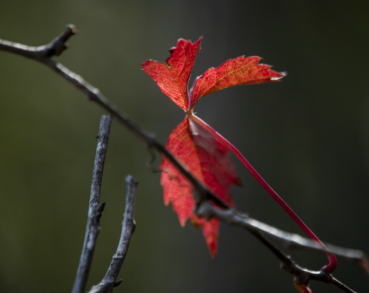 Leaves add a splash of fall color to trees.