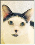 Georgetown Animal