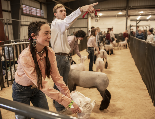 Lucy Hollon, 16, a member of the Georgetown FFA program, left, and Payton Montandon, 16, with the Florence FFA program, prepare to show their sheep.