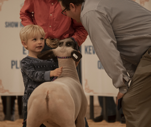 Rick Wright, 4, listens to a judge as he shows a sheep in the pee wee division during the Williamson County Livestock Show Monday, December 5. This was Rick's first time to take part in a livestock show.