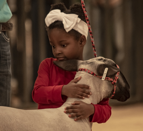 Julie Beene of Hutto shows a sheep in the pee wee division.