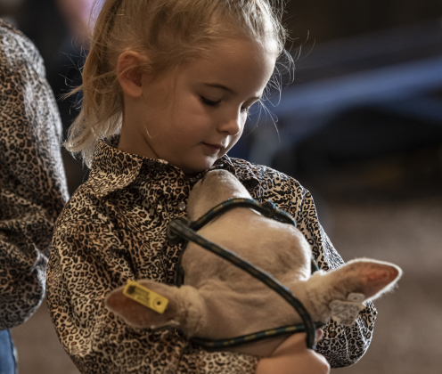 Analise Kruger, 6, holds onto a sheep before entering the contest arena in the pee wee division.
