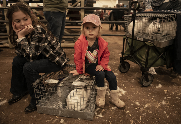 Harper Doss, 10, (left) a member of the Taylor 4-H Club, waits with her cousin Allie Schneider, 3, for Harper's rabbit entries to be weighed.