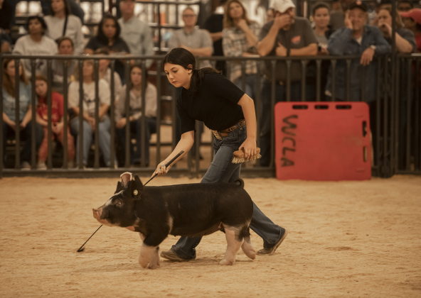 Whitney Drummond, 13, a member of the Thrall 4-H Club, shows a pig.