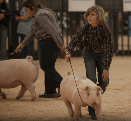 Hudson Holland, 12, with the Liberty Hill FFA program, shows his pig, Pearl.