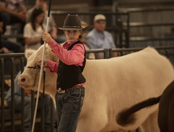 TJ Kirchner, a member of the Thrall FFA, who will be 16 on Monday, shows his steer, Hollywood.