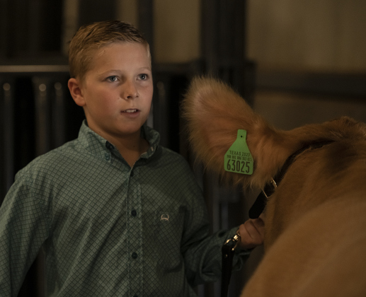 Connor Lyles, 11, a member of the Georgetown 4-H Club, prepares to show his steer, Duke.