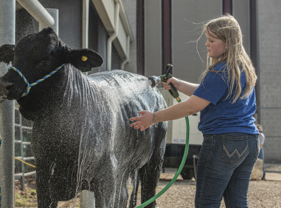 Kendall Fitch, 15, a member of the Leander FFA, gives her steer, named  Apollo, a bath before competition.