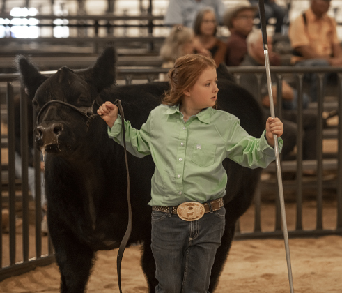 Maelynn Hajda, 9, a member of the Jarrell 4-H Club, shows her steer, Pokey Jo.