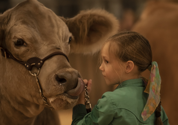 Tavia Talley, 8, a member of the Taylor 4-H Club, shows her steer, T.